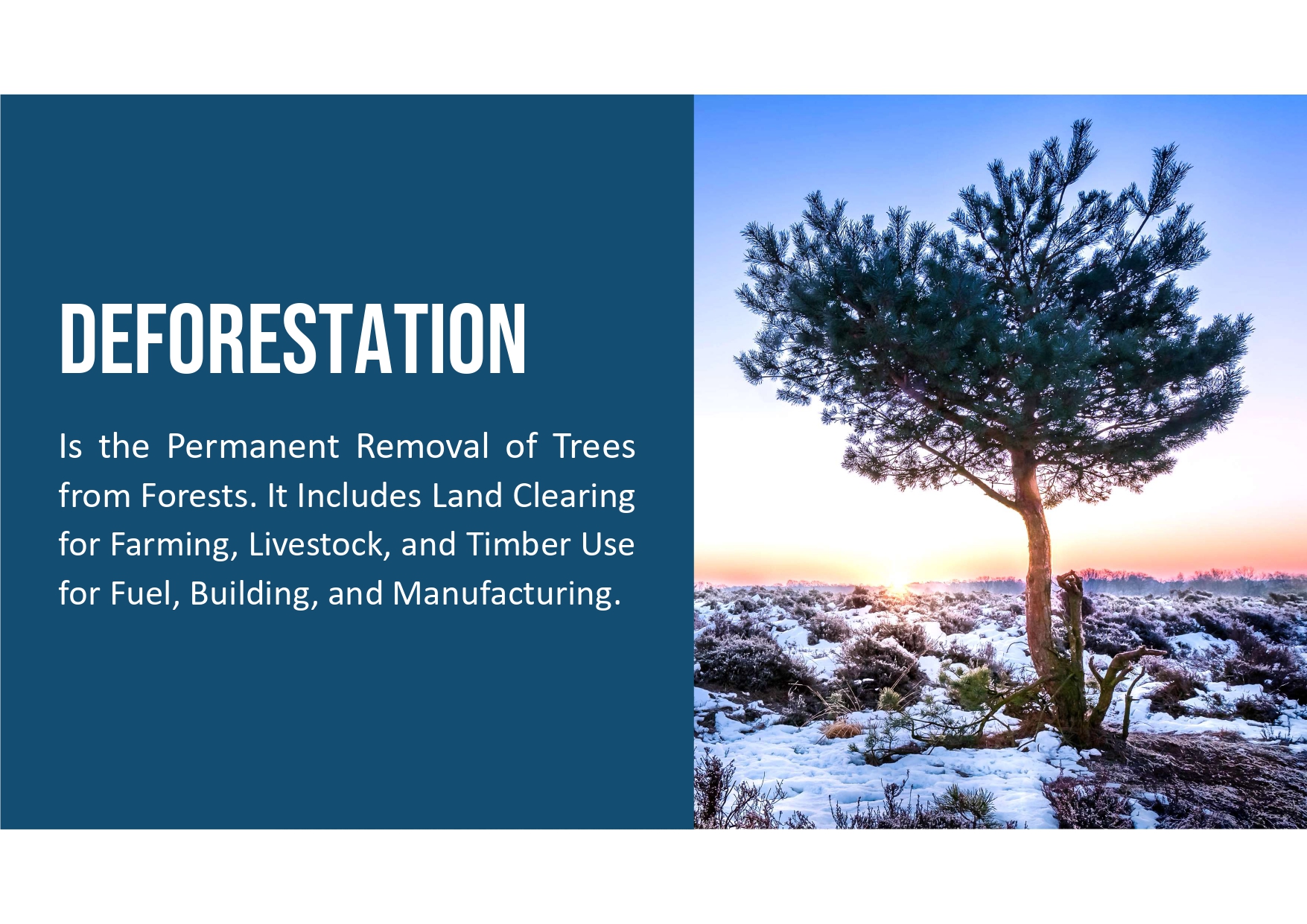 Deforestation - Simplify To Amplify Environmental Design