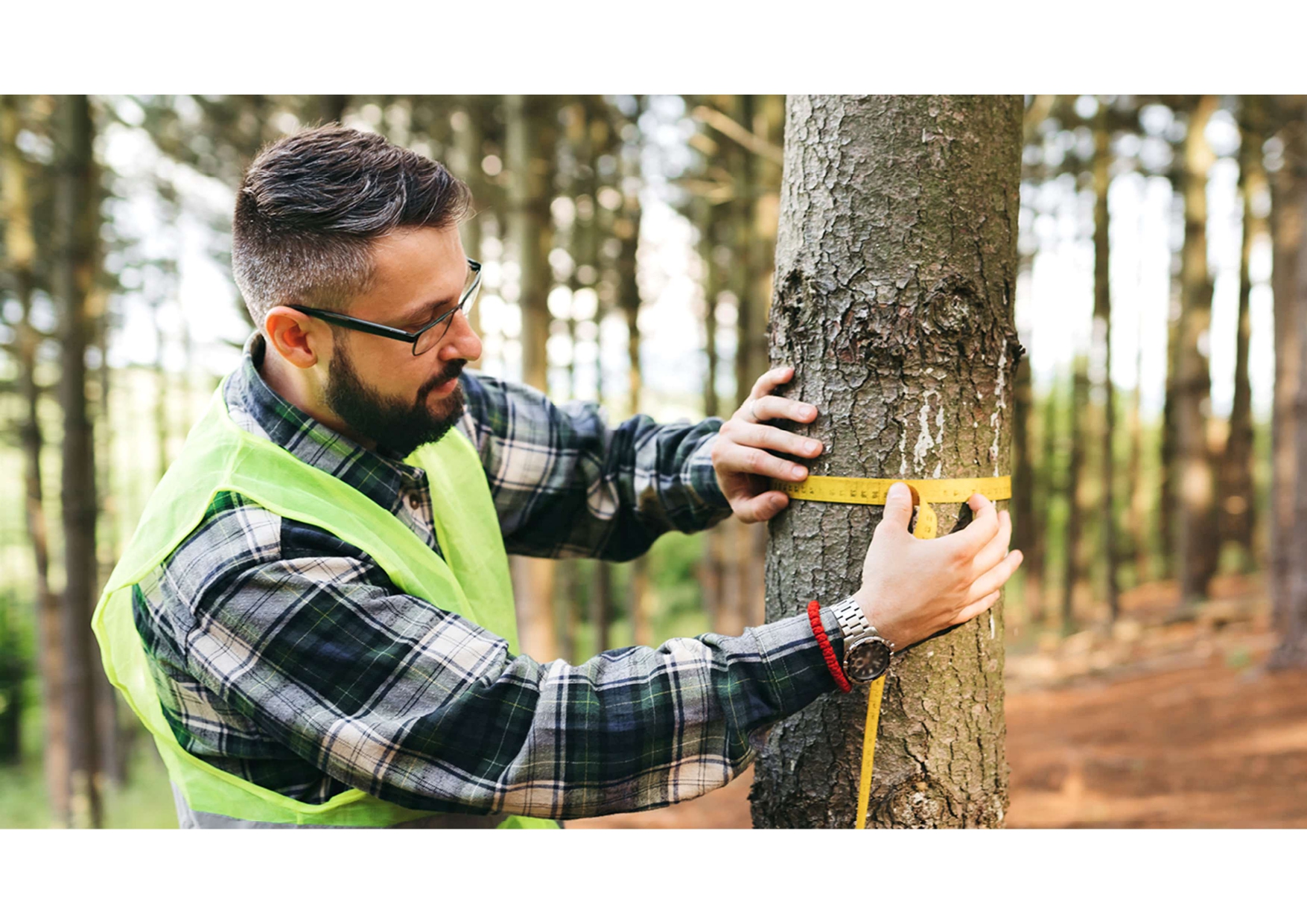 Sustainable forestry. 