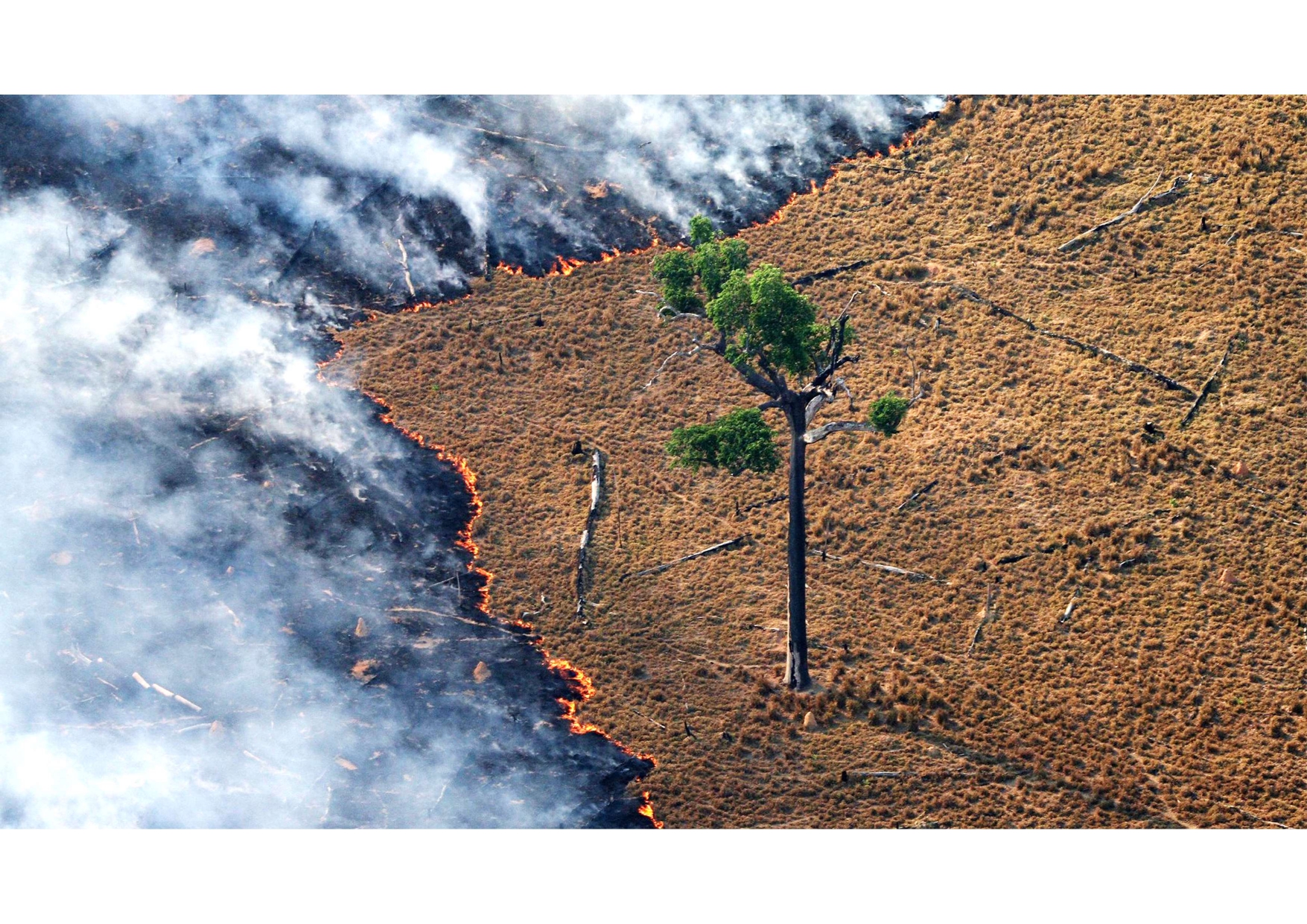 A tree in a field with smoke.