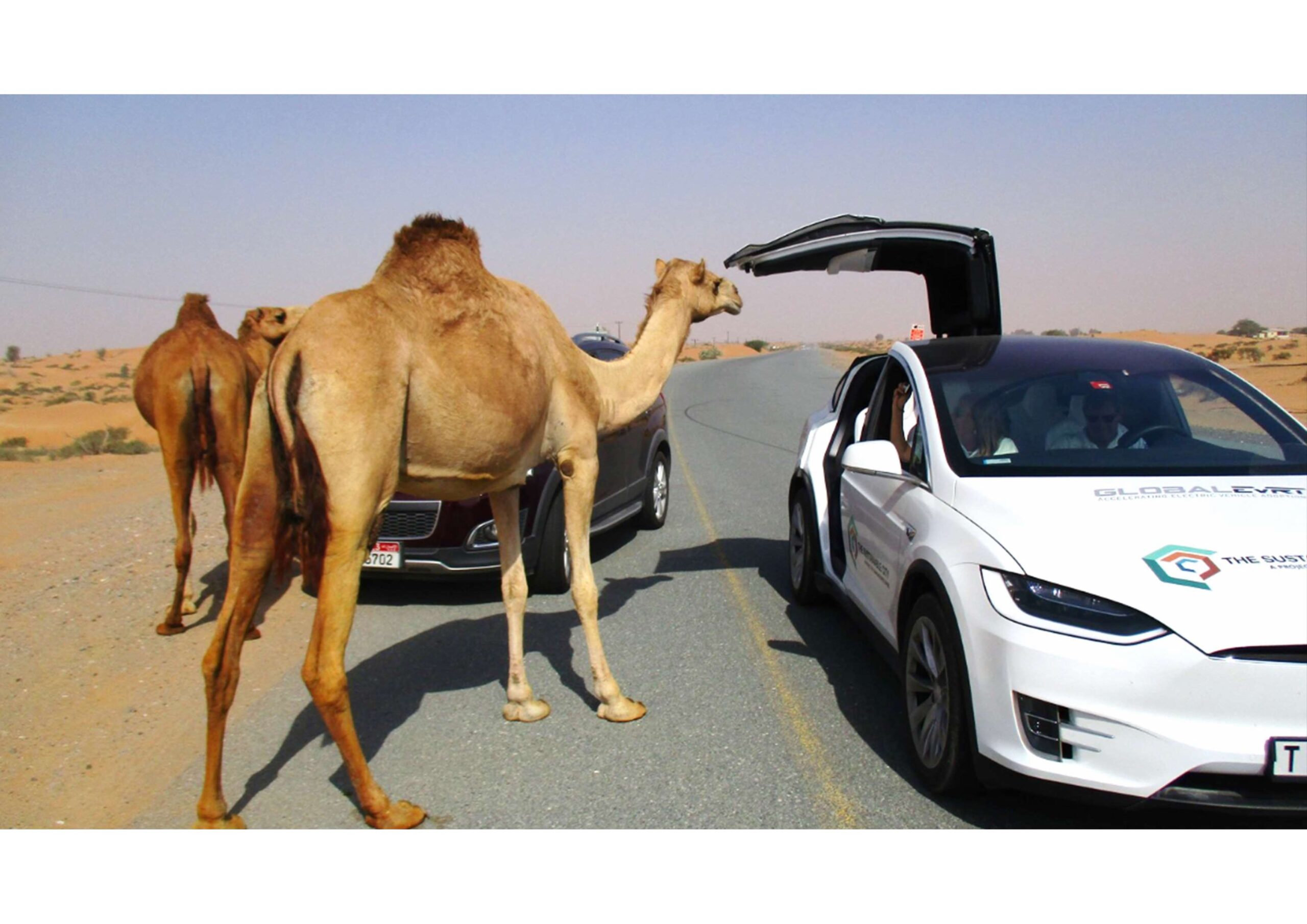A camel stands near a white Tesla with its falcon-wing door open on a desert road, with another camel and a gray car in the background.