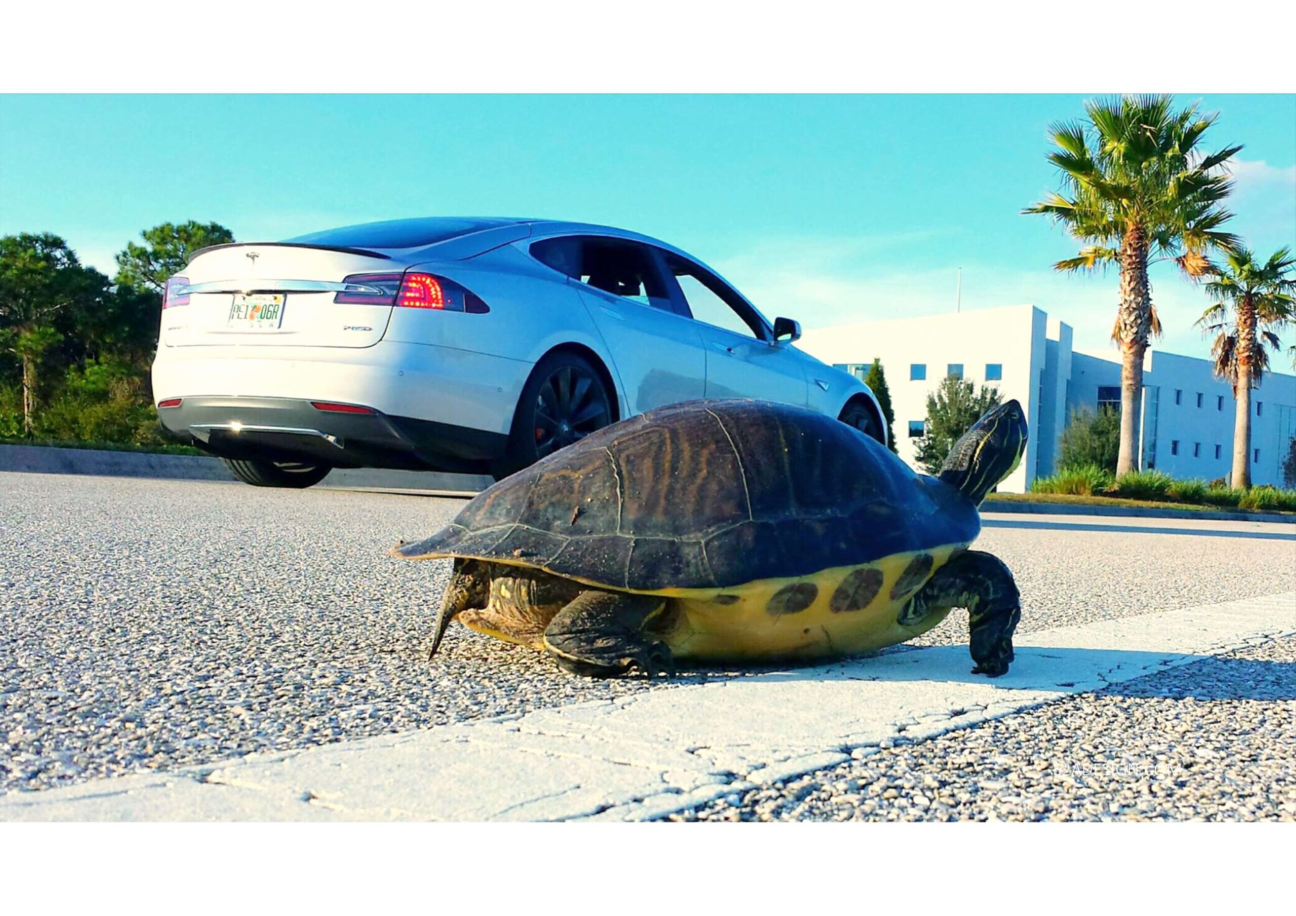 A turtle crosses a road in front of a white car with a driver inside; palm trees and a white building are in the background.