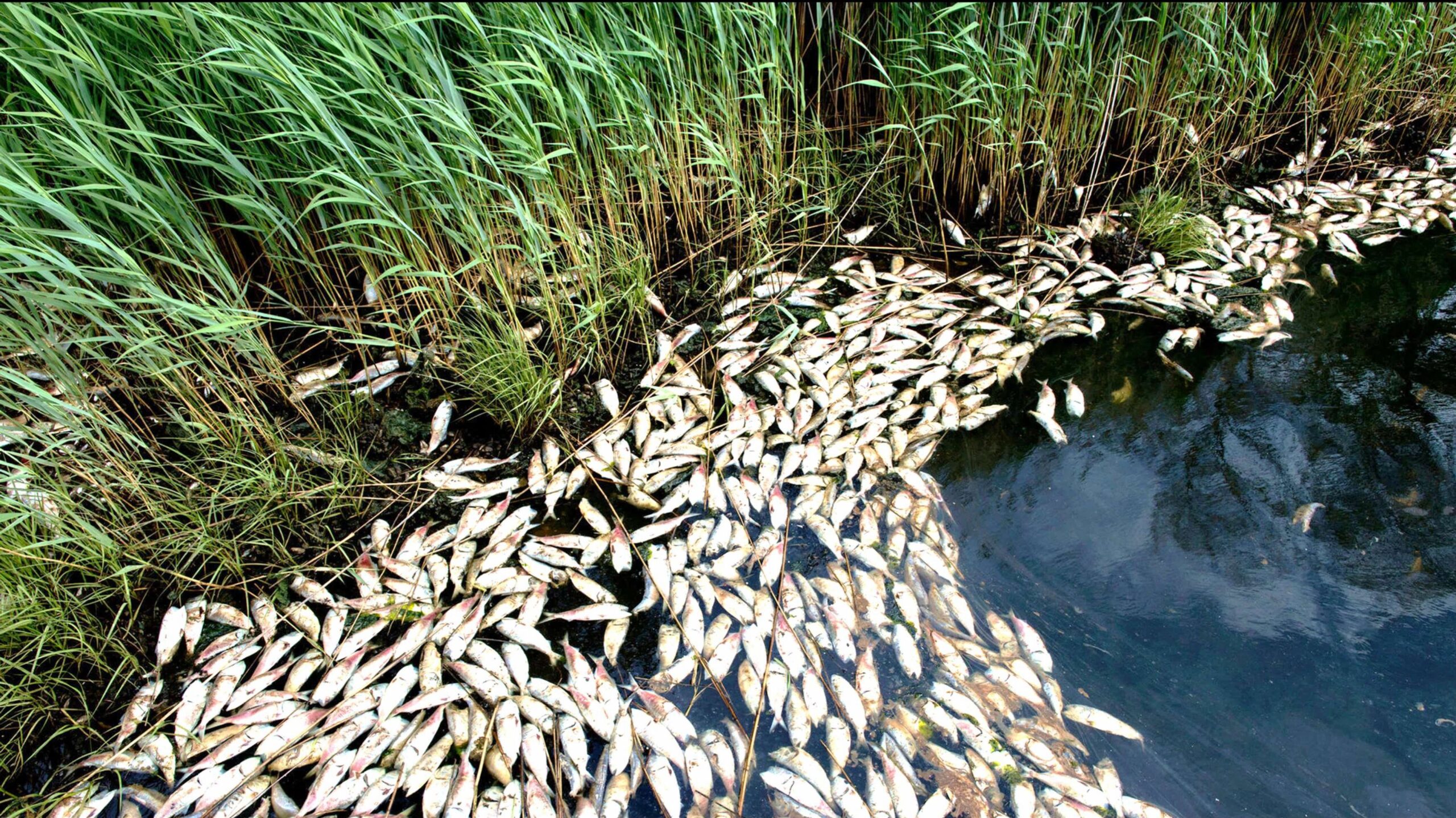 A row of vertical yellow lines on a white textured surface, bordered by brown and gray rectangular areas at the top and bottom.