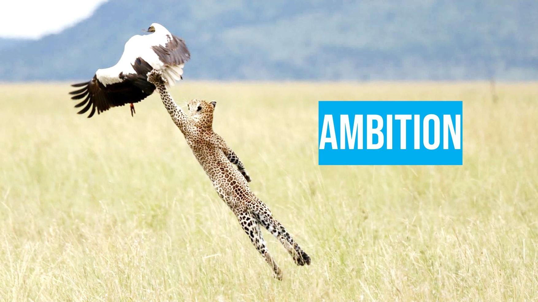 A cheetah leaps in the air, reaching toward a flying bird in a grassy field. The word "AMBITION" is displayed in bold white letters on a blue background.