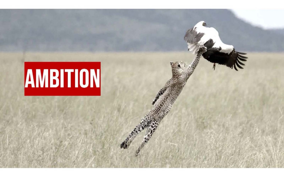 A cheetah leaps in midair, reaching for a large bird with the word "AMBITION" in bold red letters on the left.